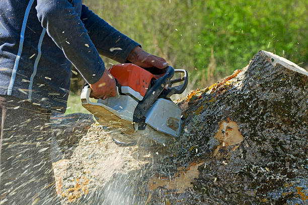 Best Tree Clearing Services  in Milan, NM